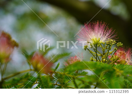 Nemnoki flower Nemnoki flower 115312395