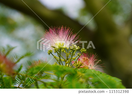 Nemnoki花 115312398