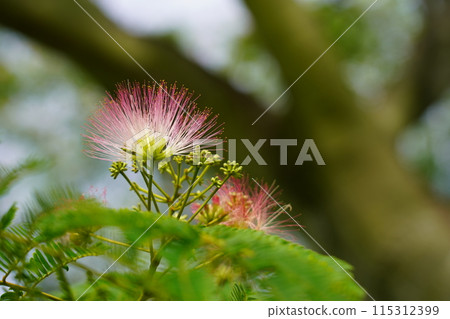 Nemnoki flower Nemnoki flower 115312399