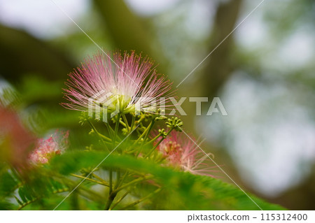 Nemnoki flower Nemnoki flower 115312400