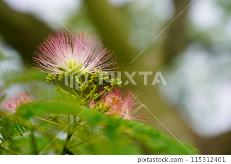 Nemnoki花 115312401