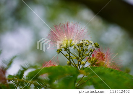 Nemnoki flower Nemnoki flower 115312402