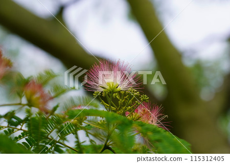 Nemnoki flower Nemnoki flower 115312405