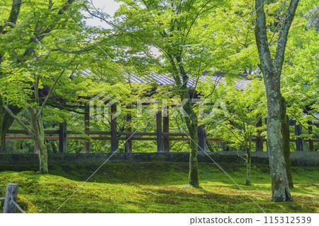 Kyoto with fresh greenery: Tofukuji Temple, Tsutenkyo Bridge seen from Sengyokukan 115312539