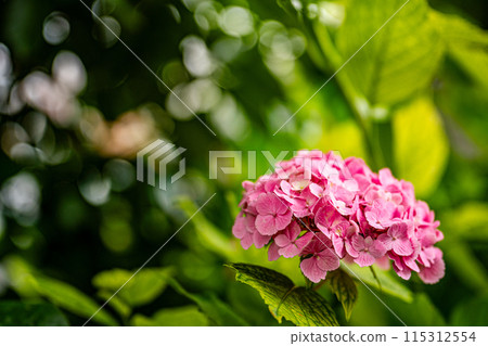 I found some beautiful pink hydrangeas at Nerima Castle Park. I found some beautiful pink hydrangeas at Nerima Castle Park. 115312554