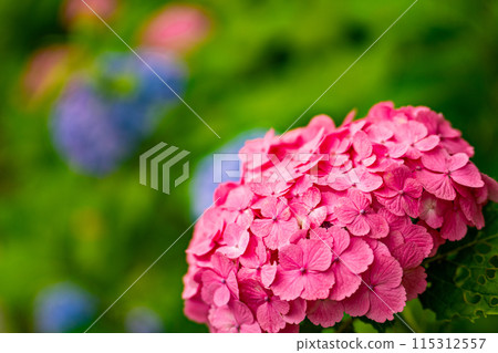 我在練馬城跡公園發現了非常美麗的粉紅色繡球花。 115312557