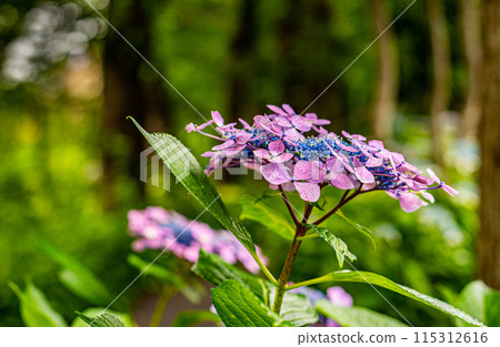 I found a beautiful purple hydrangea at Nerima Castle Park. 115312616