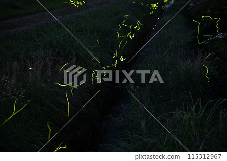 [6月，福井縣小野市]螢火蟲之鄉上代的螢火蟲翩翩起舞 115312967