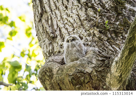 A young Ezo owl emerges from a tree hole A young Ezo owl emerges from a tree hole 115313014