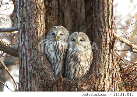 一對蝦夷貓頭鷹在樹洞裡排成一排 115313015