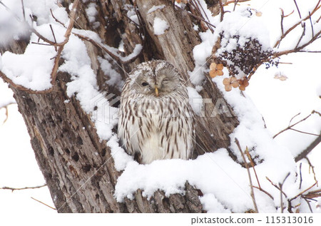 蝦夷貓頭鷹眨眨眼 115313016