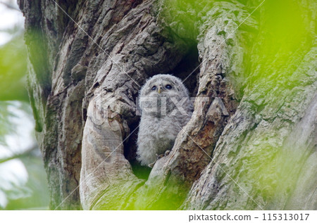 一隻年輕的蝦夷貓頭鷹從樹洞中出現。 115313017