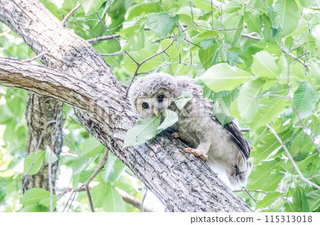 A young Ezo owl holding a leaf in its mouth 115313018
