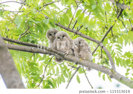 Three young Ezo owls lined up on a branch 115313019