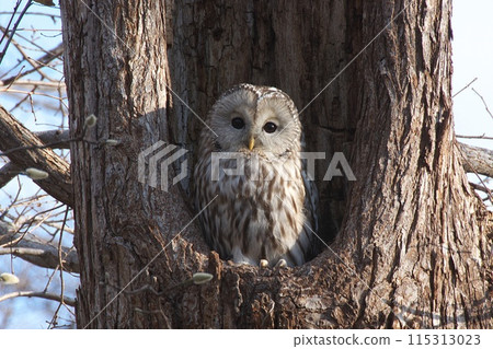 A Siberian owl standing in a tree hole 115313023