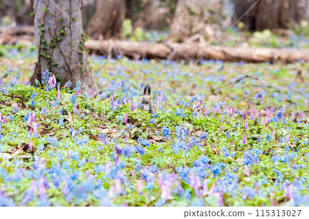 A Hokkaido squirrel standing among Corydalis ambiguus and Dogtooth Violets 115313027