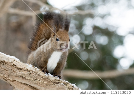A Hokkaido squirrel resting on a branch 115313030
