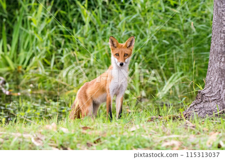 A red fox I met in the summer forest 115313037