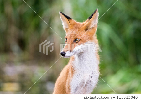 我在夏日森林裡遇見的一隻紅狐 115313040