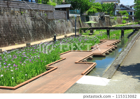 [熊本縣] 陽光明媚的日子，高瀨浦川海濱綠地公園的鳶尾花 115313082