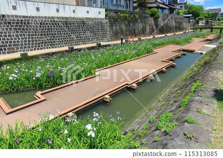 [熊本縣] 陽光明媚的日子，高瀨浦川海濱綠地公園的鳶尾花 115313085