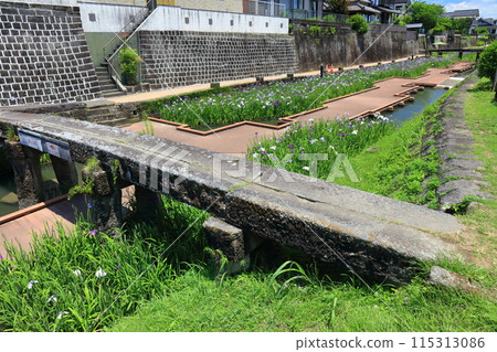 [熊本縣] 陽光明媚的日子，高瀨浦川海濱綠地公園的鳶尾花 115313086