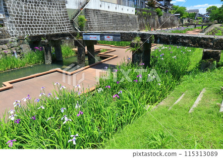 [熊本縣] 陽光明媚的日子，高瀨浦川海濱綠地公園的鳶尾花 115313089