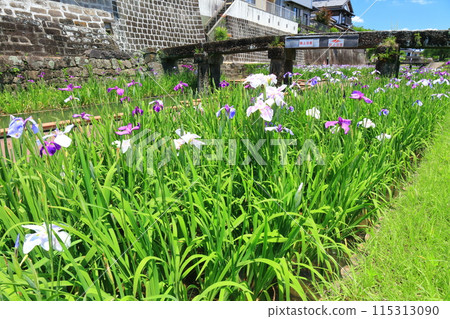 [Kumamoto Prefecture] Irises at Takaseura River Waterfront Park on a sunny day 115313090