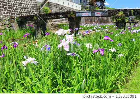 [Kumamoto Prefecture] Irises at Takaseura River Waterfront Park on a sunny day 115313091