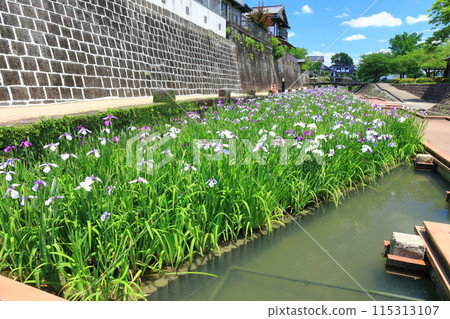 [Kumamoto Prefecture] Irises at Takaseura River Waterfront Park on a sunny day 115313107