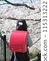 A girl carrying a school bag and looking at the cherry blossoms 115313222