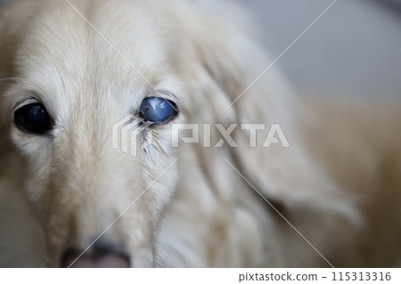 一隻眼睛有白內障的迷你臘腸犬,一隻看起來很孤單的狗。 一隻眼睛有白內障的迷你臘腸犬,一隻看起來很孤單的狗。 115313316