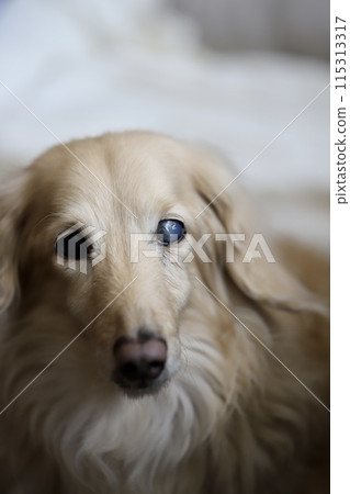 A lonely-looking miniature dachshund with cataracts in one eye A lonely-looking miniature dachshund with cataracts in one eye 115313317