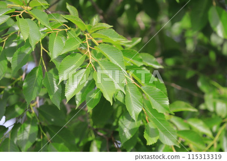 春榆新綠 115313319