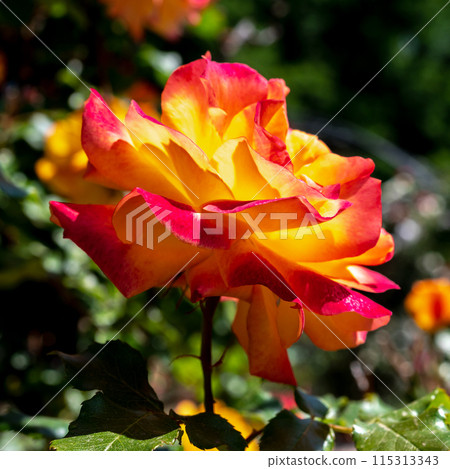 Blooming orange rose on a green leaves background Blooming orange rose on a green leaves background 115313343