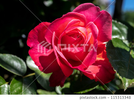 Blooming red rose on a green leaves background Blooming red rose on a green leaves background 115313348