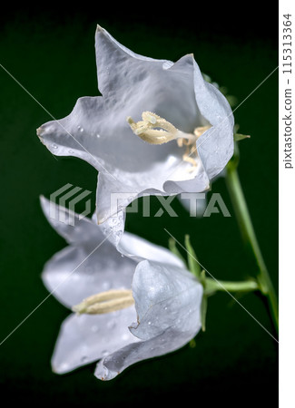 Blooming white bellflower on a green background Blooming white bellflower on a green background 115313364