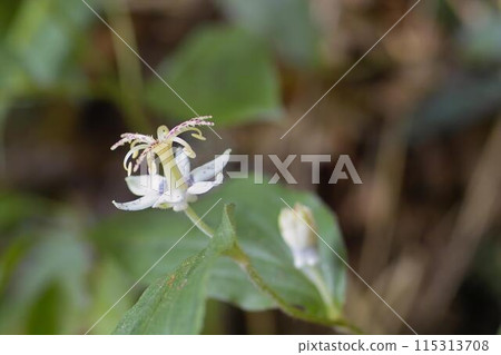 Mountain cuckoo 1 Mountain cuckoo 1 115313708