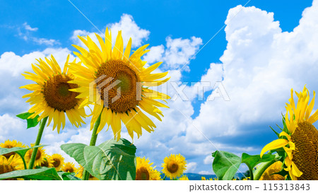 Sunflowers (at Tsunan Sunflower Square) Sunflowers (at Tsunan Sunflower Square) 115313843