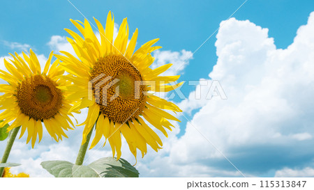 Sunflowers (at Tsunan Sunflower Square) 115313847