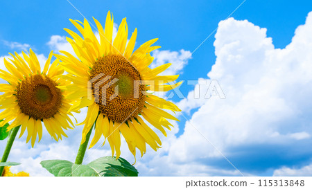 Sunflowers (at Tsunan Sunflower Square) 115313848