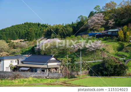 春天的田園風光,寧靜的景色 春天的田園風光,寧靜的景色 115314023