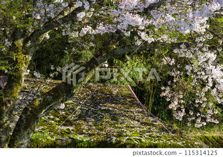 Cherry blossom petals falling on the roof 115314125