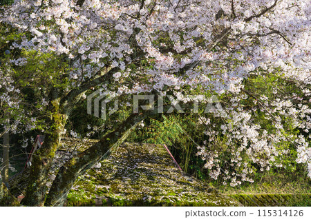 Cherry blossom petals falling on the roof 115314126