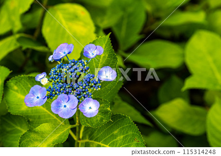 I found some very colorful and elegant hydrangeas in Nerima Castle Park. 115314248