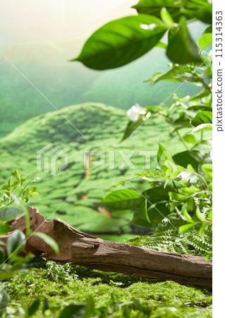 Template for design product advertising pics with nature scene, a dark long brown log lay flat on the green grass, decorated around with green leaves. Copy space for text, front angle Template for design product advertising pics with nature scene, a dark long brown log lay flat on the green grass, decorated around with green leaves. Copy space for text, front angle 115314363