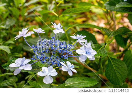 I found some very colorful and elegant hydrangeas in Nerima Castle Park. I found some very colorful and elegant hydrangeas in Nerima Castle Park. 115314433