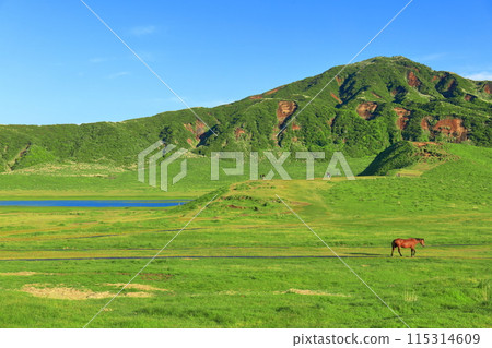 [熊本縣]新鮮的綠草千里濱（阿蘇山） 115314609