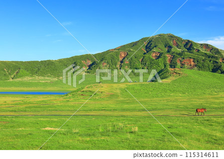 [熊本縣]新鮮的綠草千里濱（阿蘇山） 115314611