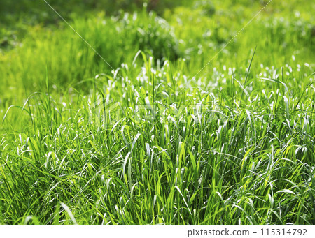 Green spaces and grassy areas 115314792